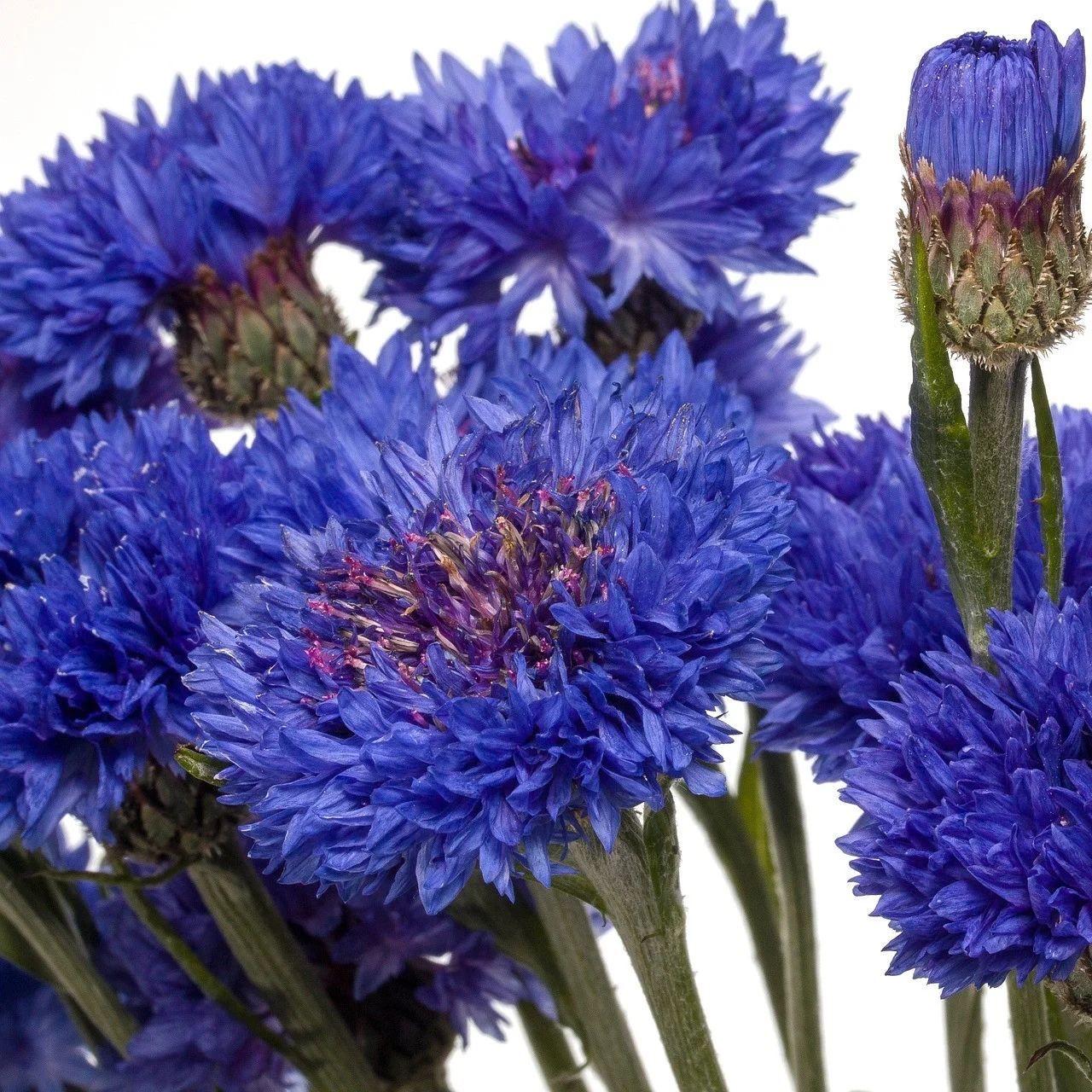 Blaue Kornblume 3