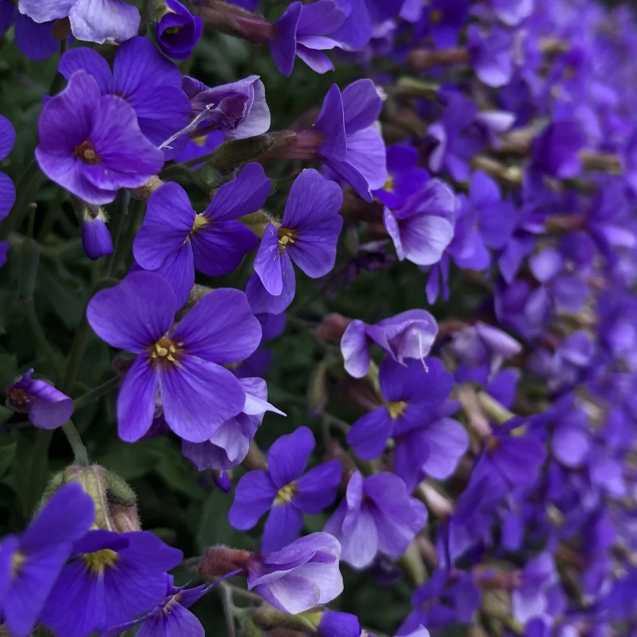Blaukissen 4