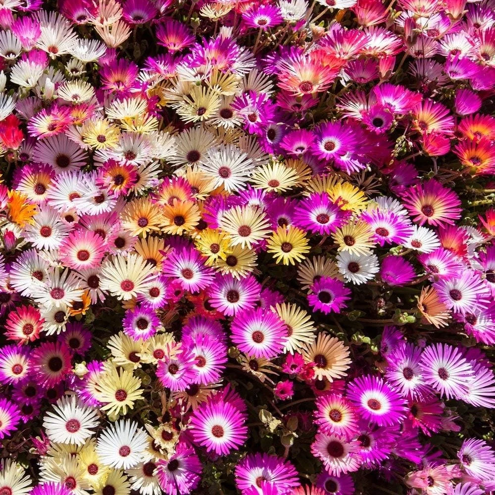 Einjährige Mittagsblume 4 Mittagsblume bunte Mischung Samen