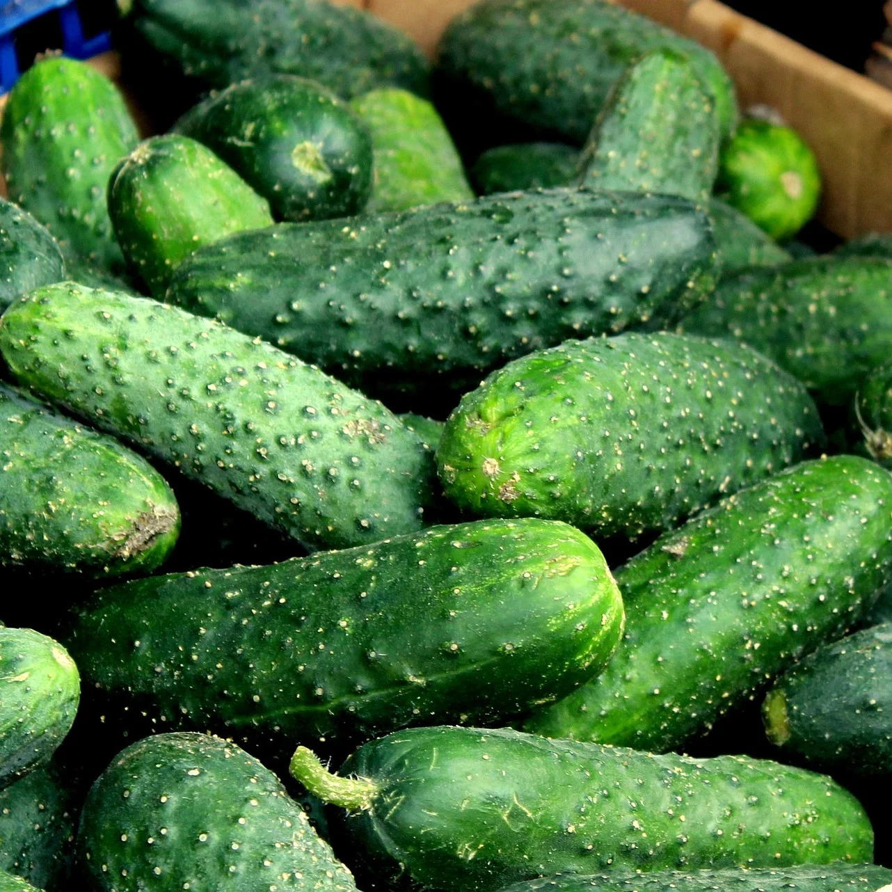 Gurke F Marketmore 4