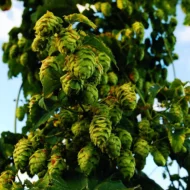 Echter Hopfen Samen