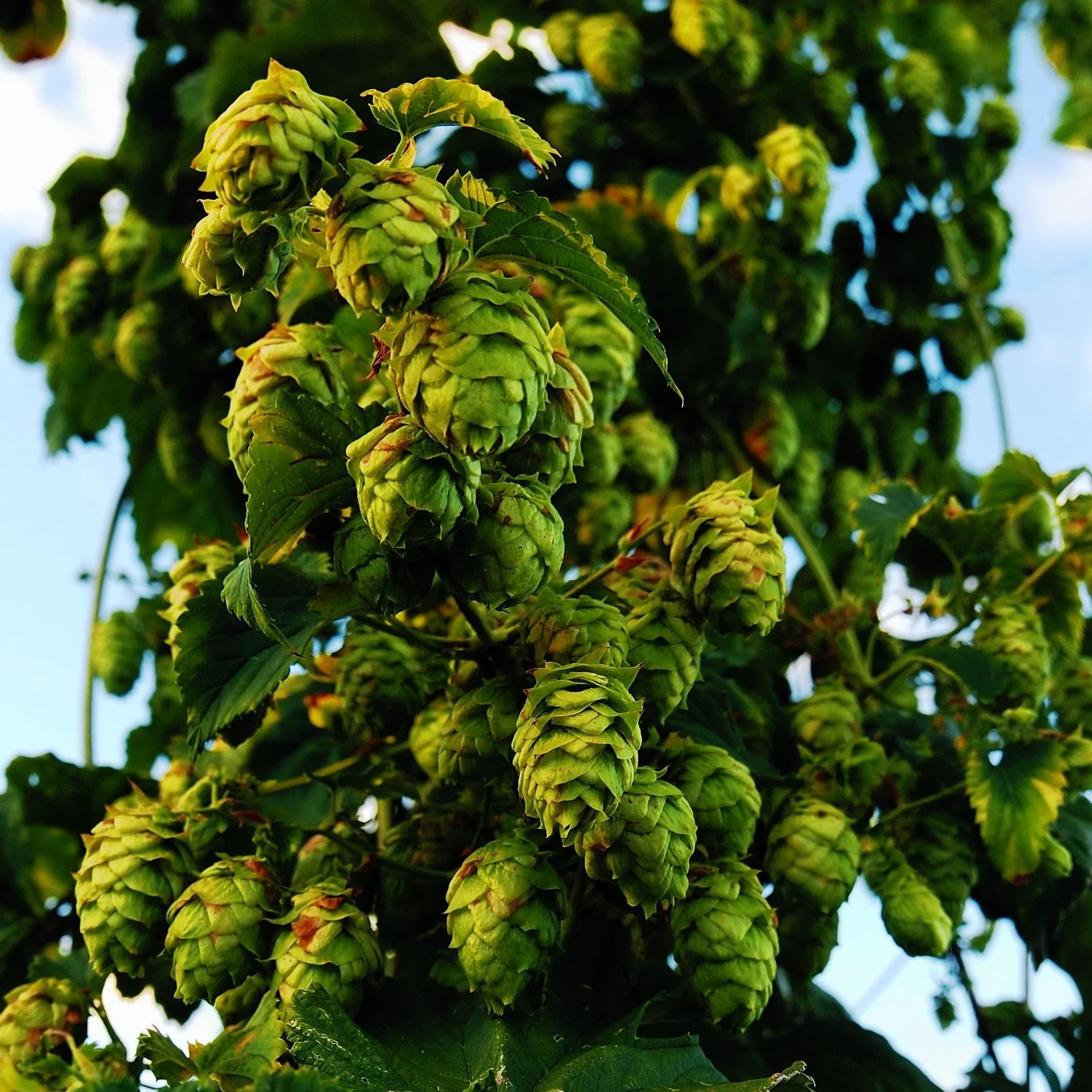 Hopfen 3 Echter Hopfen Samen