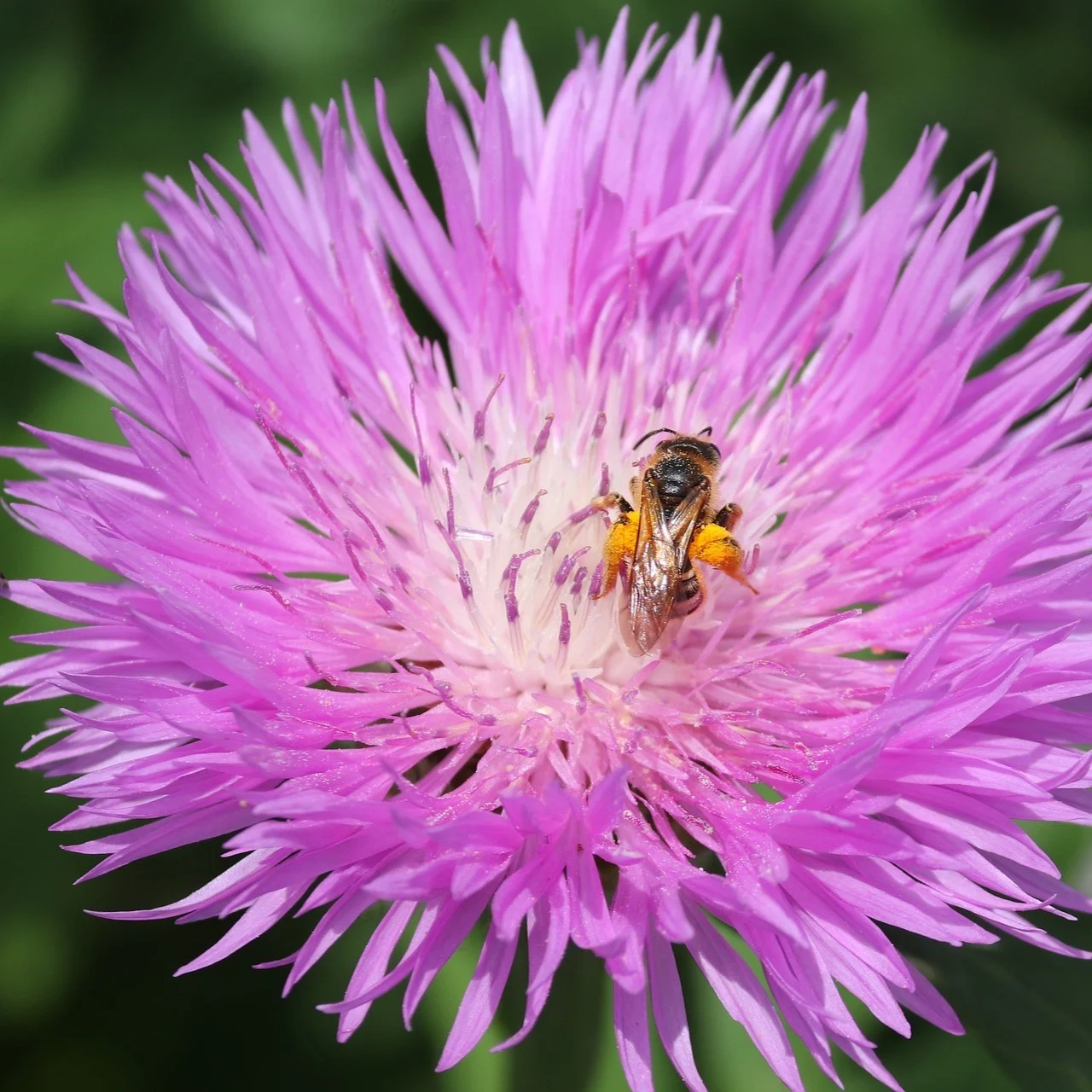 Kornblume Bauerngartenmischung 3