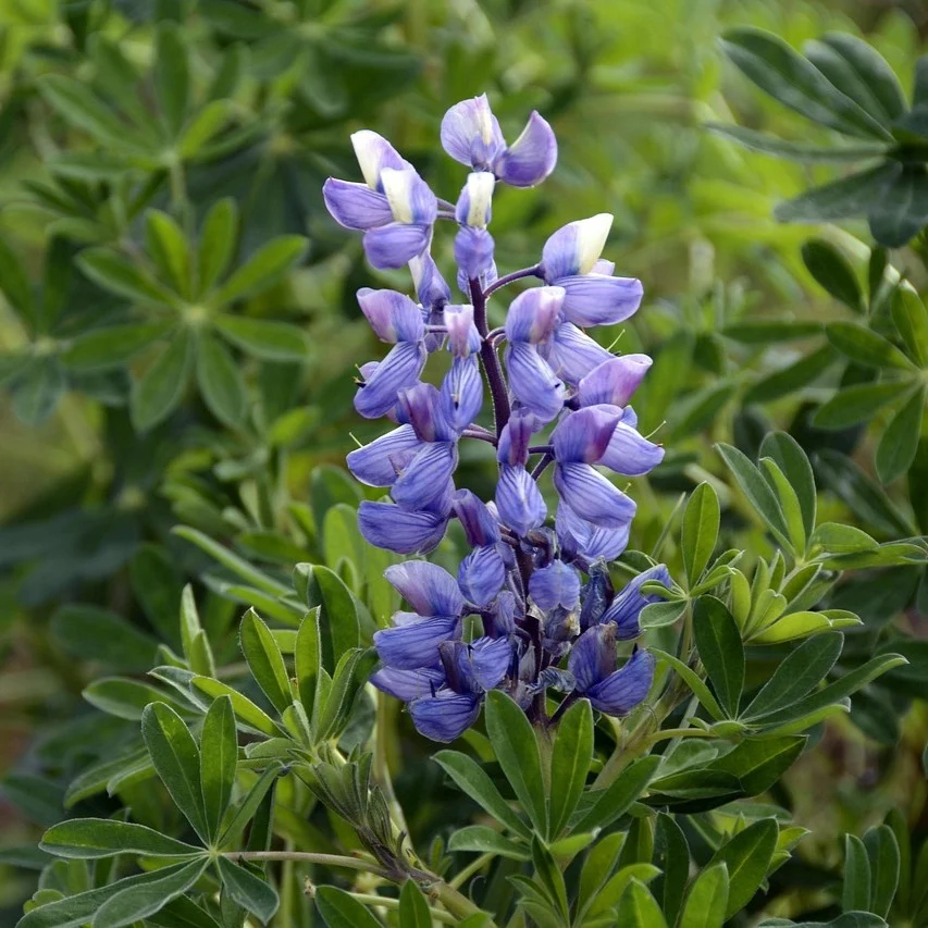 Lupine 3 Garten-Lupine (Bunte Mischung) Samen