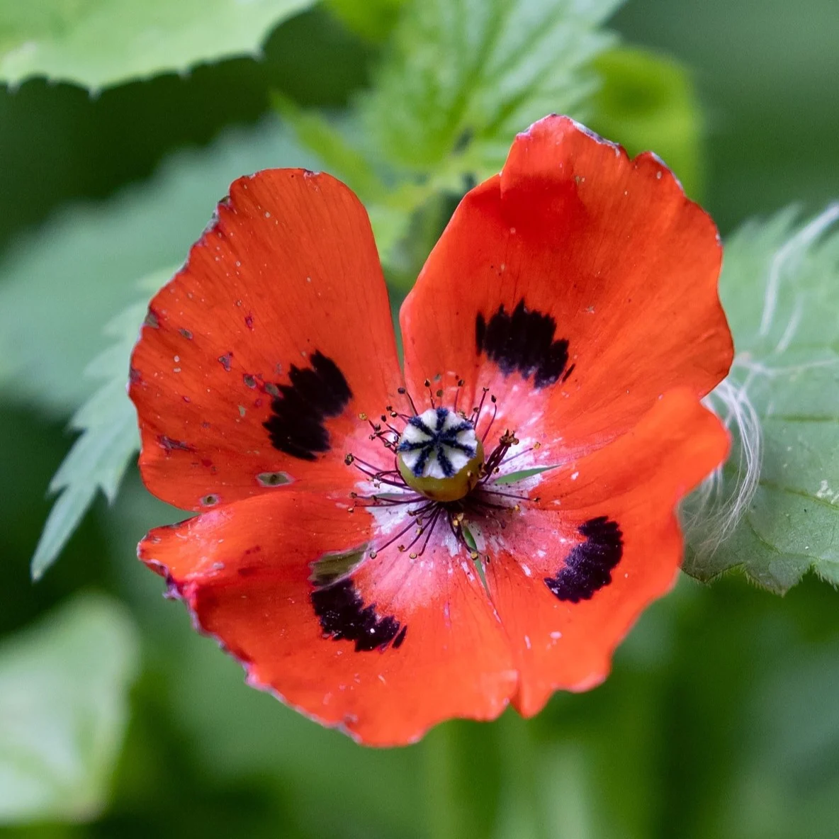 Marienkäfer Mohn 4