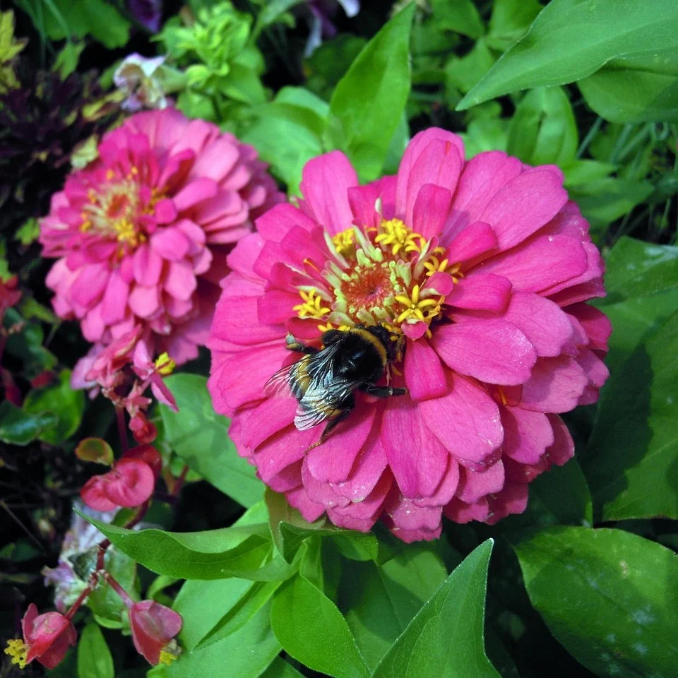 Riesen Zinnie 3 Riesen-Zinnien Prachtmischung Samen
