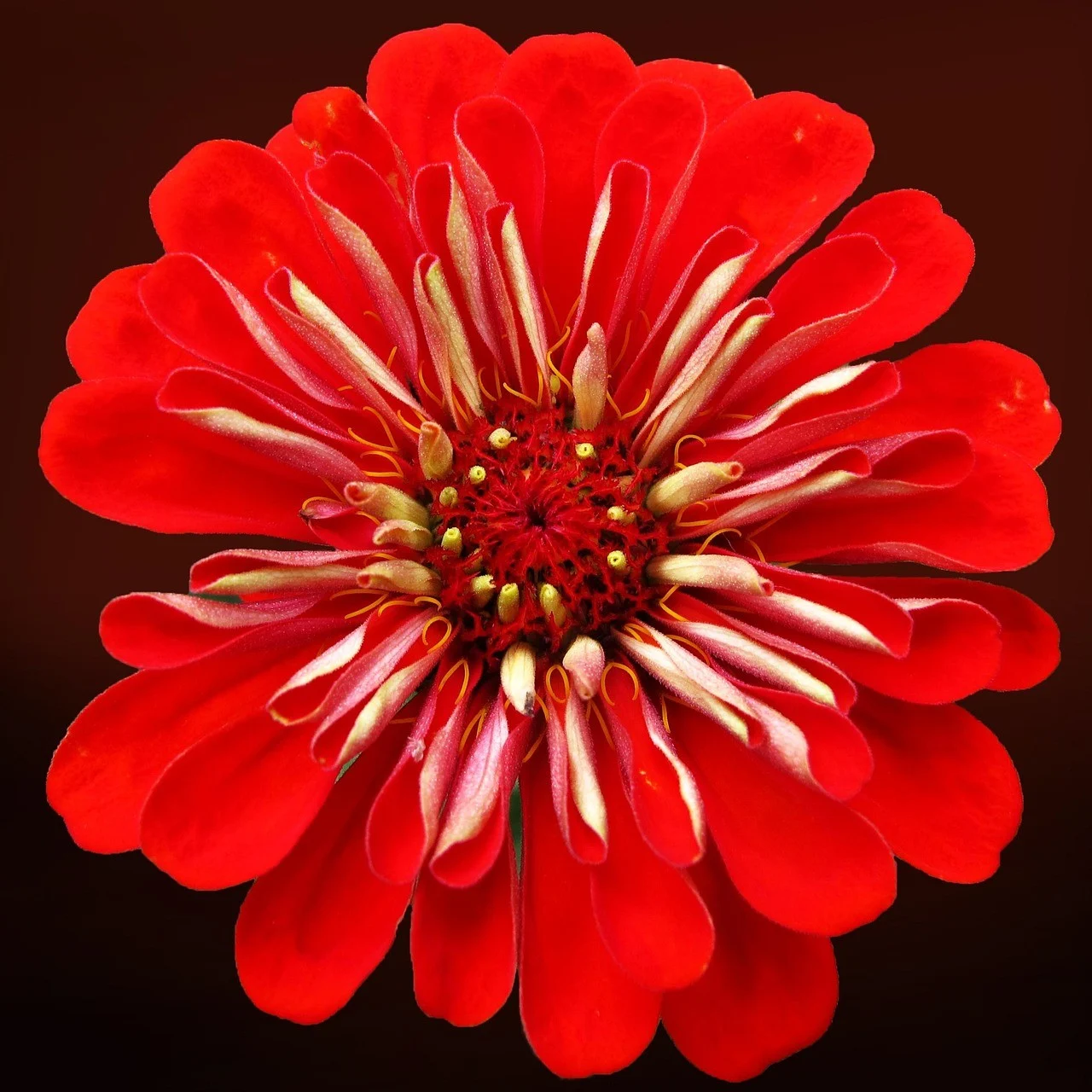 Riesen-Zinnien Prachtmischung Samen