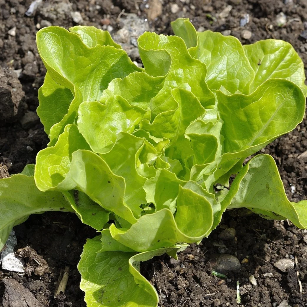 Schnittsalat Grünetta 3