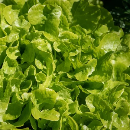 Schnittsalat Grünetta Samen
