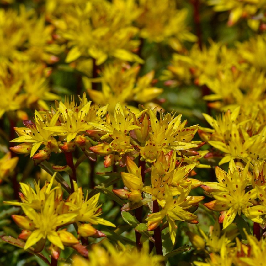 Sedum Samen Mischung 2