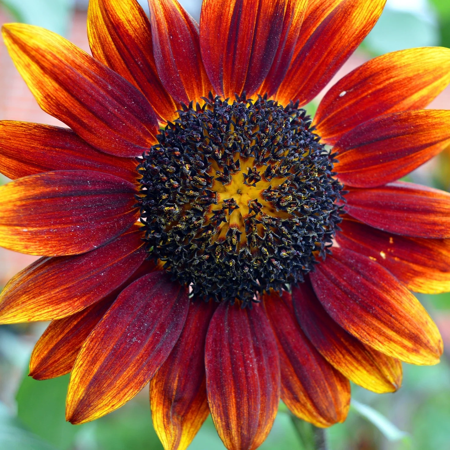 Sonnenblumenmischung Sommertime 3