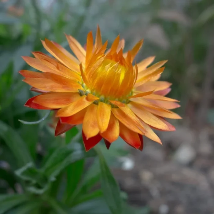 Strohblume Prachtmischung Samen