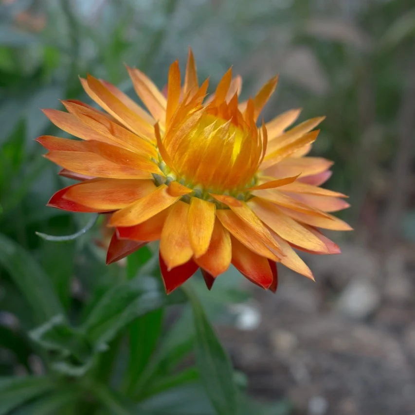 Strohblume Prachtmischung Samen
