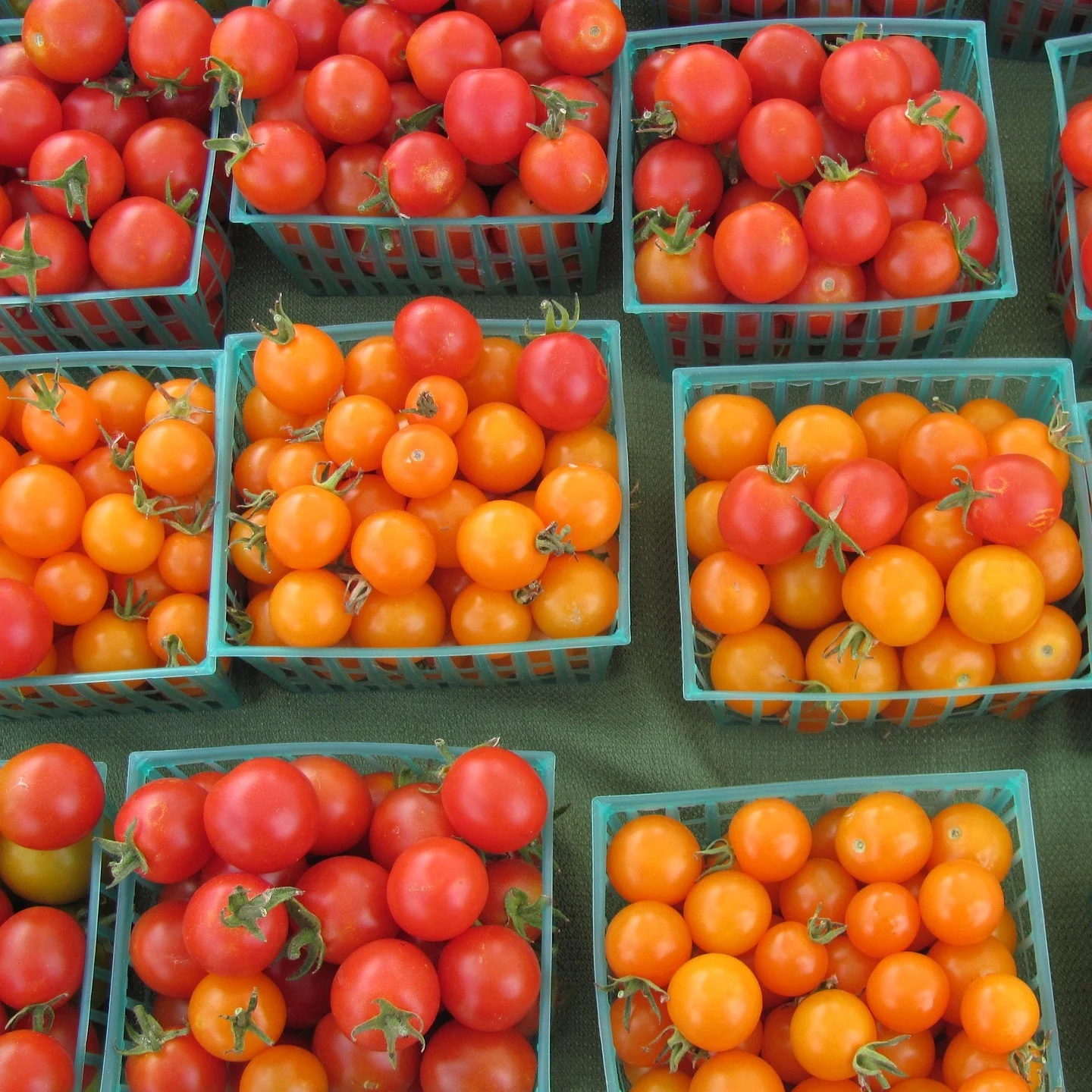 Tomate Goldene Königin 3