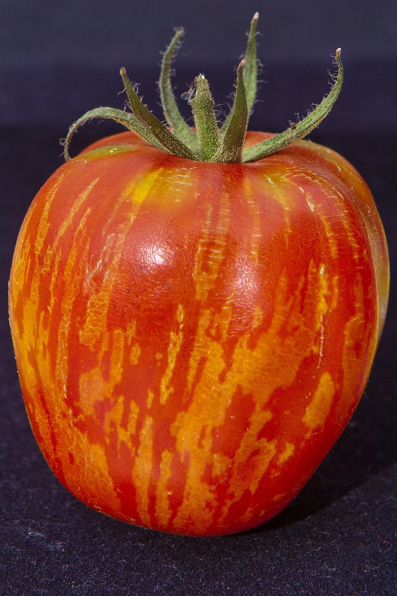 Tomate Tigerella 3