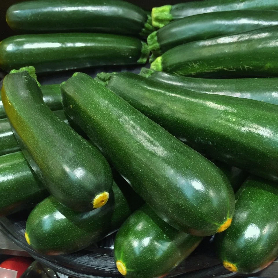 Zucchini Black Beauty 3