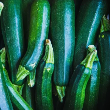 Grüne Zucchini Black Beauty Samen