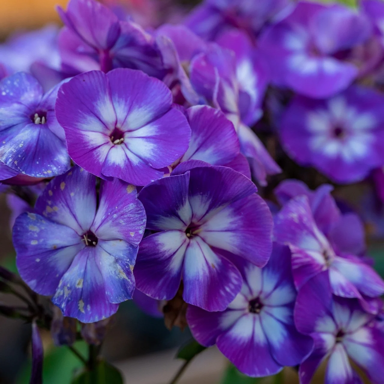 phlox Mischung 1