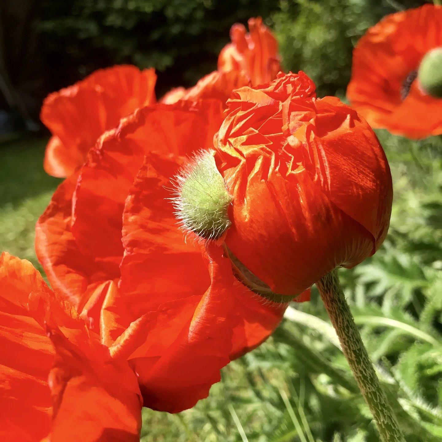 türkischer Riesenmohn 3